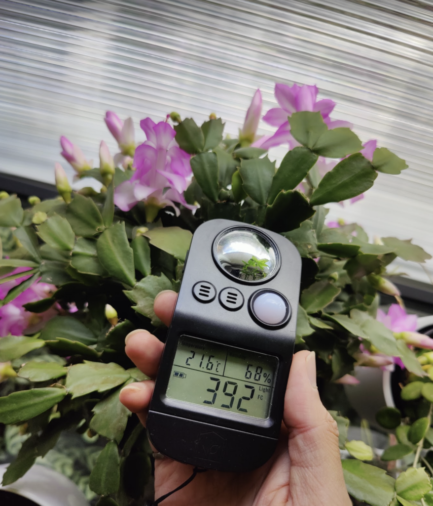 Schlumbergera Blooming: Most Accurate Tips